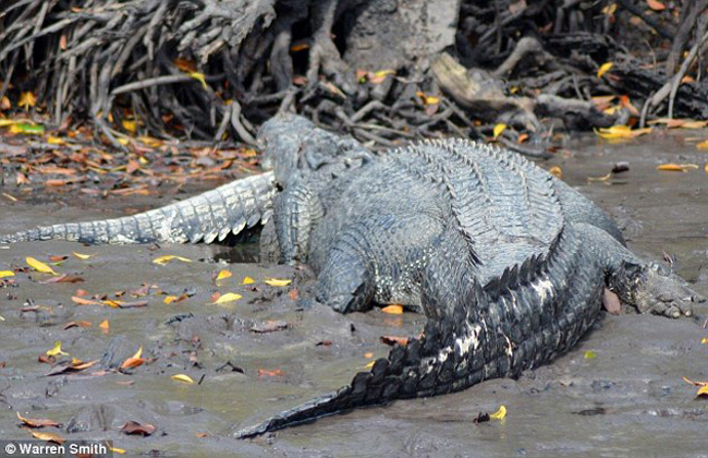 澳大利亚5米巨型鳄鱼吞食3米长同类