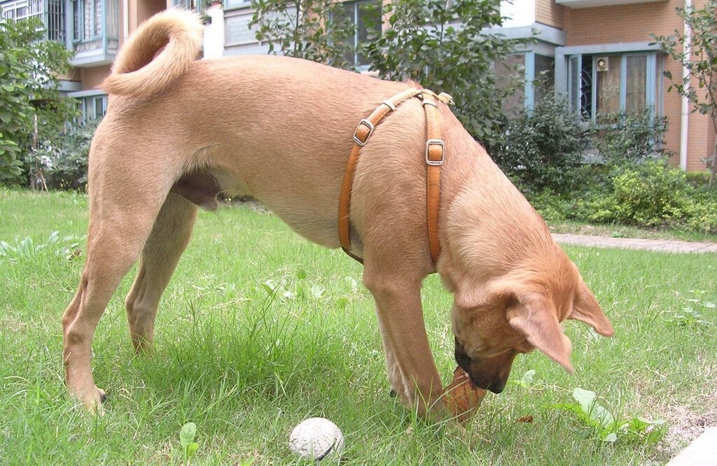 十足的谬论：中华田园犬是世界上智商最低的犬类